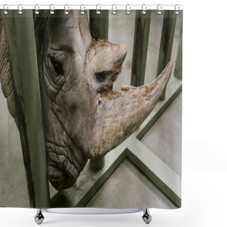 Personality  Close Up View Of White Rhino Horn At Zoo  Shower Curtains