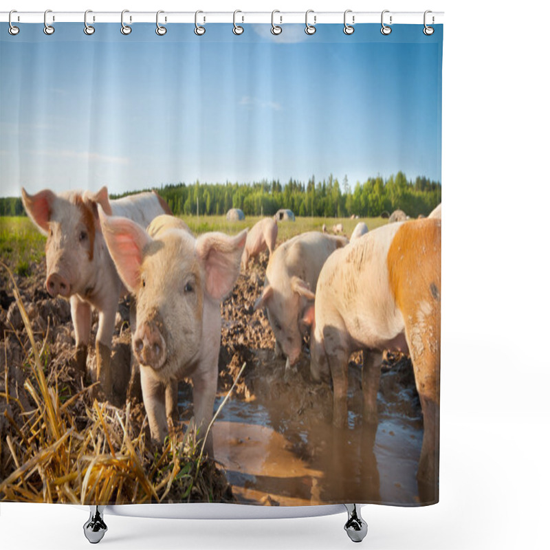 Personality  Many Cute Pigs On A Pigfarm Shower Curtains