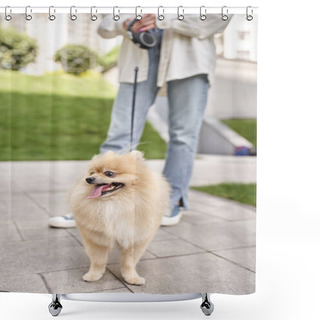 Personality  Cropped View Of Woman Walking With Cute Pomeranian Spitz On Automated Leash, City Lifestyle Shower Curtains