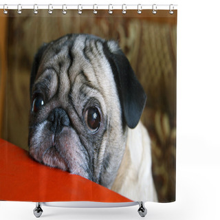 Personality  Pug With Sad Eyes Shower Curtains