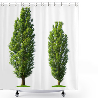 Personality  Two Poplar Trees Isolated On A White Background. Shower Curtains