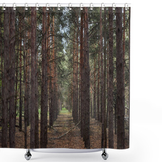 Personality  Forest With Tall Pine Textured Trees In Rows Shower Curtains