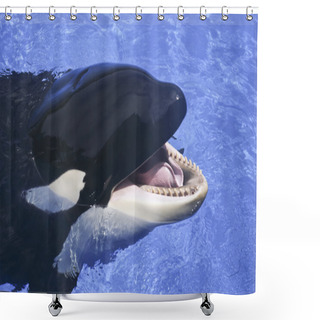 Personality  A Close Up Of A Killer Whale's Mouth Shower Curtains