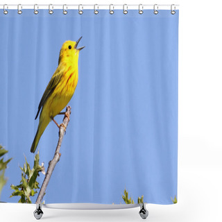 Personality  Yellow Warbler (Dendroica Petechia) Singing Shower Curtains