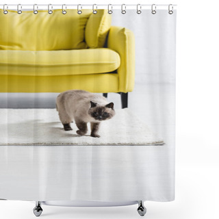 Personality  Siamese Cat Looking Away, While Standing On White Carpet Near Sofa At Home On Blurred Background Shower Curtains