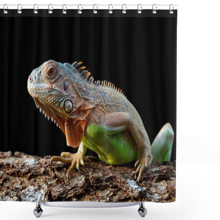 Personality  Iguana With Colorful Close Up Shower Curtains