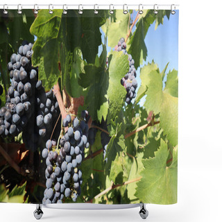 Personality  A Closeup Of Old Vine Zinfandel Red Wine Grapes In A Vineyard Within Lodi, California Shower Curtains