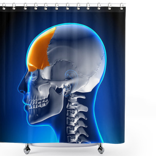 Personality  Female Frontal Bone - Skull, Cranium Anatomy Shower Curtains