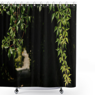 Personality  Close-up Shot Of Hanging Wild Vines On Black Background Shower Curtains
