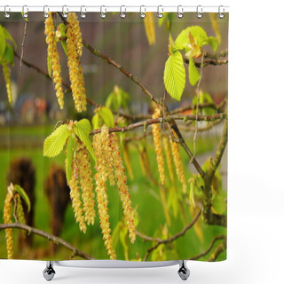 Personality  Yellow Hornbeam Flowers With Bright Green Young Leaves Macro Shower Curtains