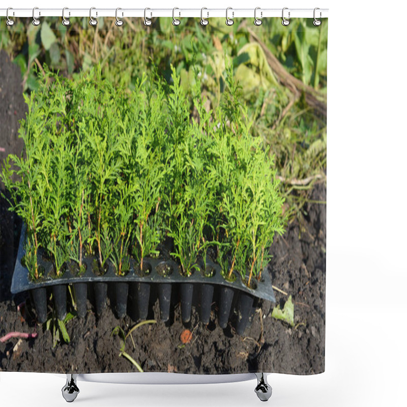 Personality  Planting Evergreen Thuja Tree Saplings For Green Fencing, Hedge. Shower Curtains