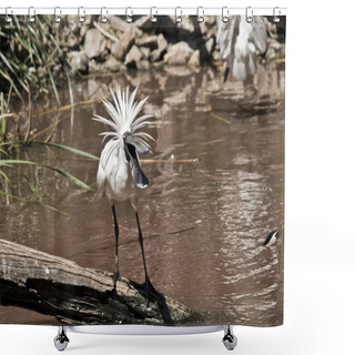 Personality  The Royal Spoonbill Is Showing Off His Feathers In A Mating Display Shower Curtains