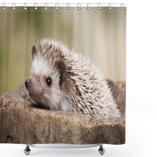 Personality  Hedgehog In The Wild Wood Shower Curtains