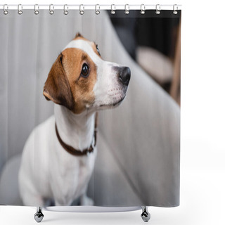 Personality  Jack Russell Terrier On Blurred Couch At Home  Shower Curtains