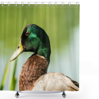 Personality  Drake Outdoors In Summer Shower Curtains