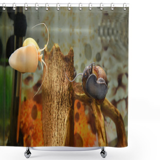 Personality  Beautiful Snails In The Aquarium Shower Curtains