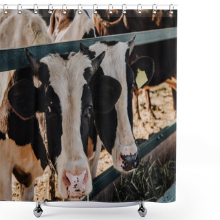 Personality  Domestic Beautiful Cows Eating Hay In Stall At Farm Shower Curtains