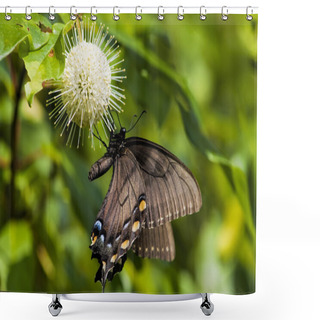 Personality  Black Swallowtail Butterfly On Buttonbush Flower Shower Curtains