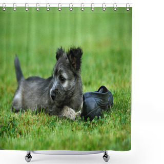 Personality  Skye Terrier, Pup Playing With Shoe  Shower Curtains