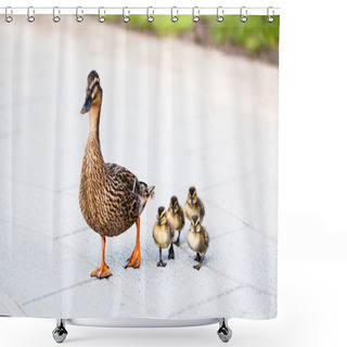 Personality  Family Of Ducks. Shower Curtains