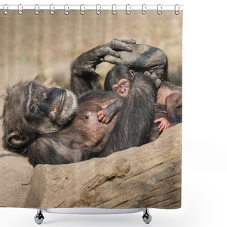 Personality  Portrait Of Mother Chimpanzee With Her Funny Small Baby, Extreme Closeup, Smooth Background Shower Curtains