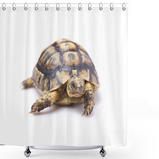 Personality  Tortoise Shower Curtains