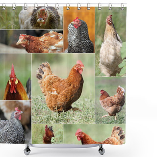 Personality  Collage With Hens And Roosters Shower Curtains