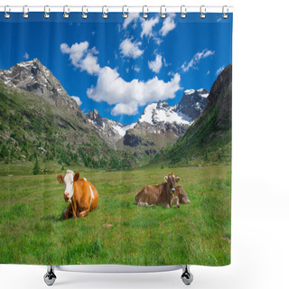 Personality  Cows Grazing In The High Mountains On The Swiss Alps Shower Curtains