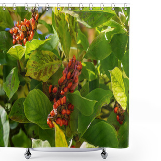 Personality  Magnolia Soulangeana Tree Branches With Green And Yellow Leaves And Pink Seed Cones With Bright Orange Seeds, Autumnal Nature Shower Curtains