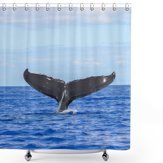 Personality      Humpback Whale Diving, Tail Out Of The Sea, Tahiti  Shower Curtains