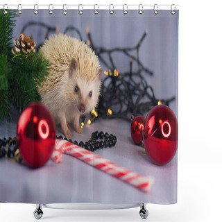 Personality  Positive Attitude And Good Mood. Have A Nice Day Concept. Cute African Dwarf Hedgehog Shower Curtains