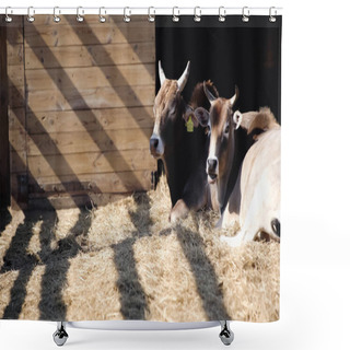 Personality  Wild Bulls Eating Hay And Lying Near Wooden Fence In Zoo Shower Curtains