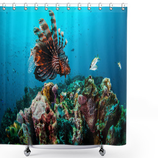 Personality  Common Lionfish Swimming Above Coral Reefs In Gili, Lombok, Nusa Tenggara Barat, Indonesia Underwater Photo Shower Curtains
