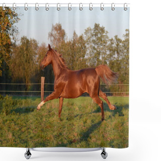 Personality  Horse On The Green Grass Shower Curtains