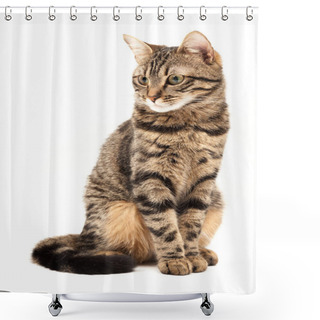 Personality  Domestic Egyptian Striped Kitten. Cute Young Red Cat Isolated On Abstract Blurred White Background. Indoor Pets, Veterinary And Advertising Concept. Detailed Studio Closeup Shower Curtains