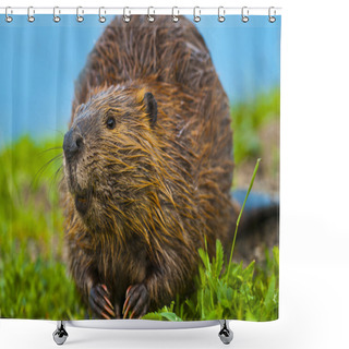 Personality  Wild Beaver Shower Curtains