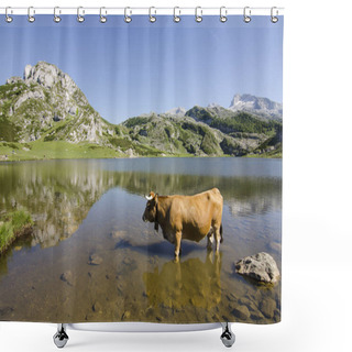 Personality  Cow Grazing Free In The Lakes Of Covadonga Shower Curtains
