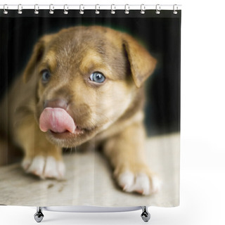 Personality  Puppy Shower Curtains