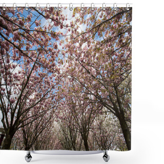 Personality  Garden With Flowering Trees Inspired By Van Gogh Paintings Between The Van Gogh Museum And The Rijksmuseum On A Spring Day. Amsterdam, Netherlands Shower Curtains