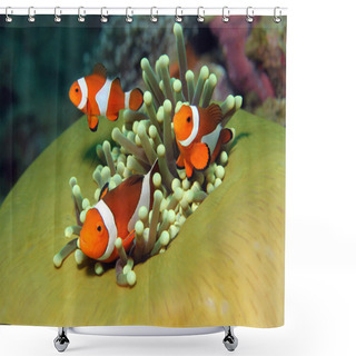 Personality  Western Clown Anemonefish Shower Curtains