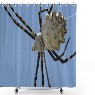 Personality  Spider Shower Curtains