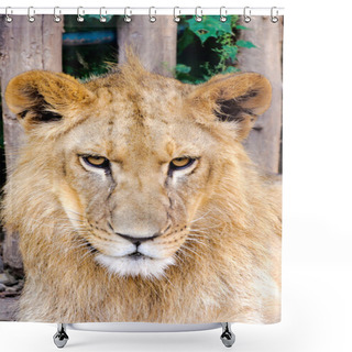 Personality  Grumpy Lion Shower Curtains