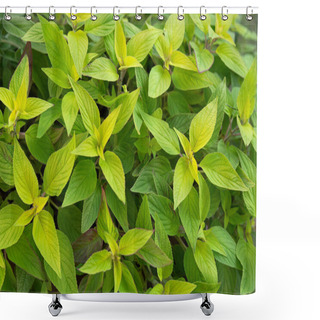Personality  Green Leaves Of Pineapple Sage, Also Called Tangerine Sage Shower Curtains