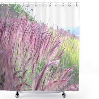 Personality  Beautiful Purple Pennisetum Setaceum Grasses Field In The Afternoon Sunlight Glittering With Nature Blurred Background Shower Curtains