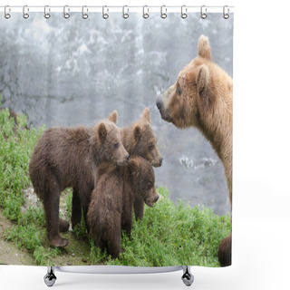 Personality  Grizzly Bear Cubs Shower Curtains