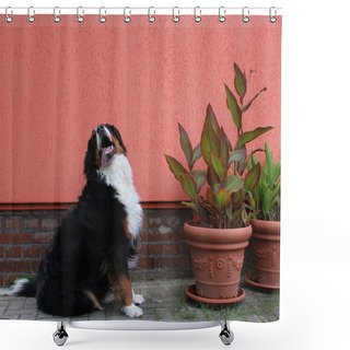 Personality  Bernese Mountain Dog Besides Plants Shower Curtains