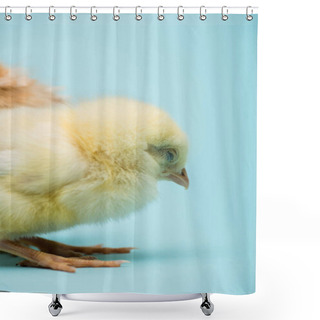 Personality  Cute Small Fluffy Chick On Blue Background Shower Curtains