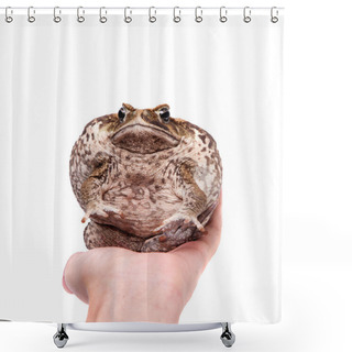 Personality  Cane Or Giant Neotropical Toad On White Shower Curtains