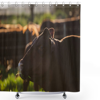 Personality  Brown Cow Muzzle Shower Curtains