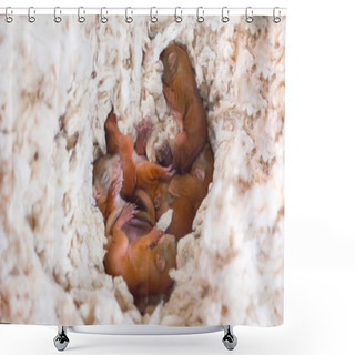 Personality  Baby Squirrel Wild Child Shower Curtains